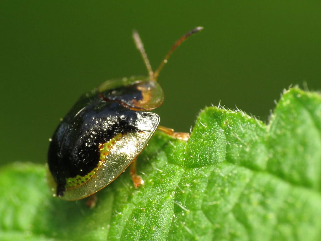 Mottled Tortoise Beetle