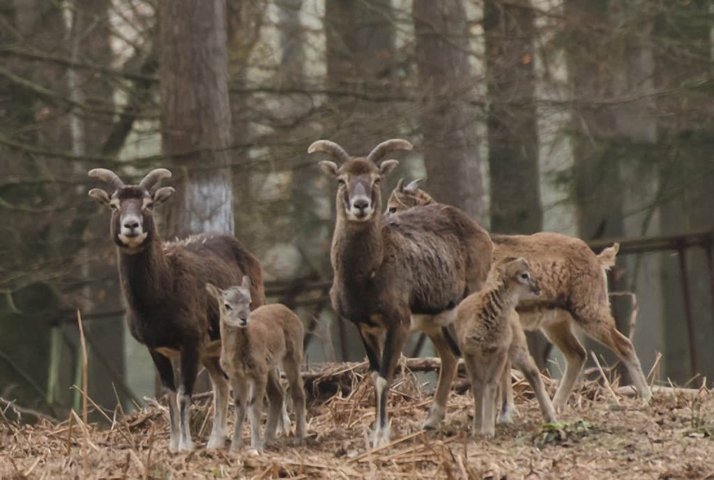 Mouflon - Animals With Horns