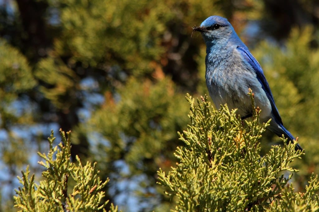 Mountain Bluebird