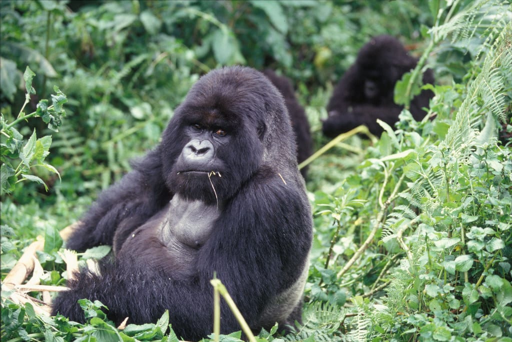 Mountain Gorilla 