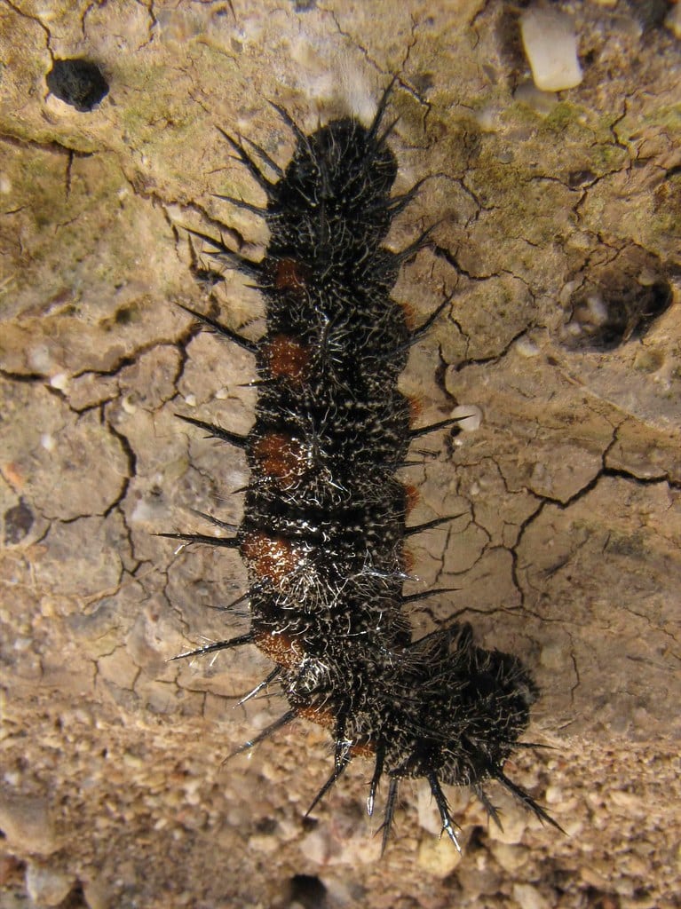 Mourning Cloak Caterpillar