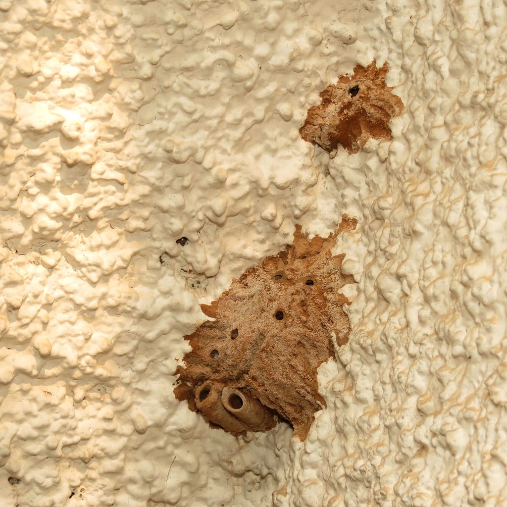 Mud Daubers Nest