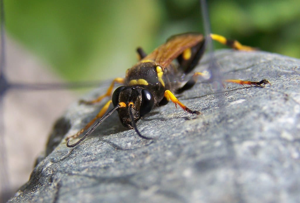 Mud Daubers - Types Of Insects That Sting