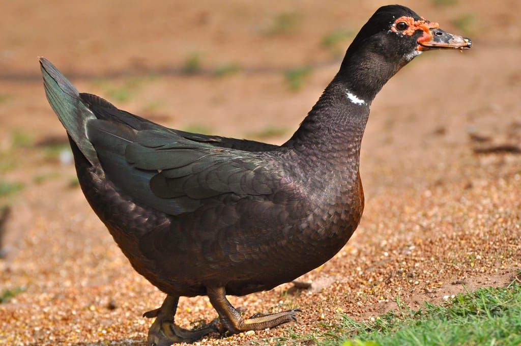 Muscovy Duck