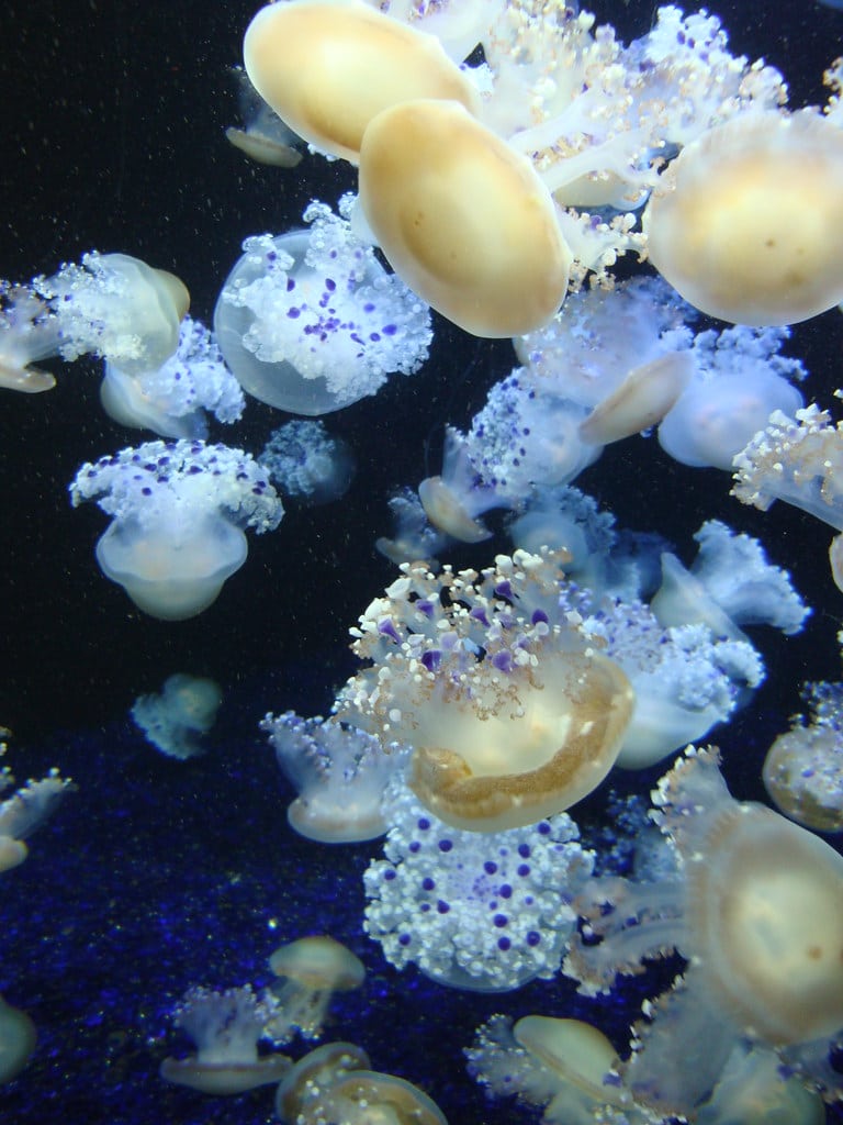 Mushroom Cap Jellyfish