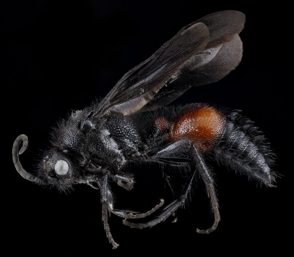 Mutillid Wasp