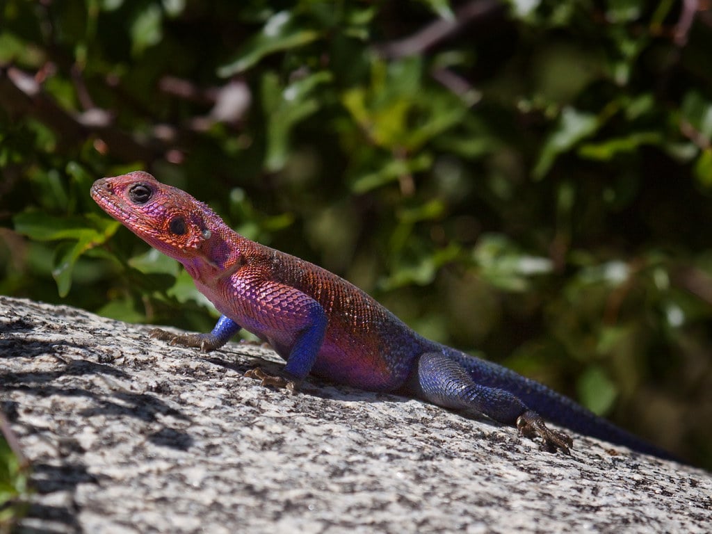 Mwanza Flat-headed Rock Agama