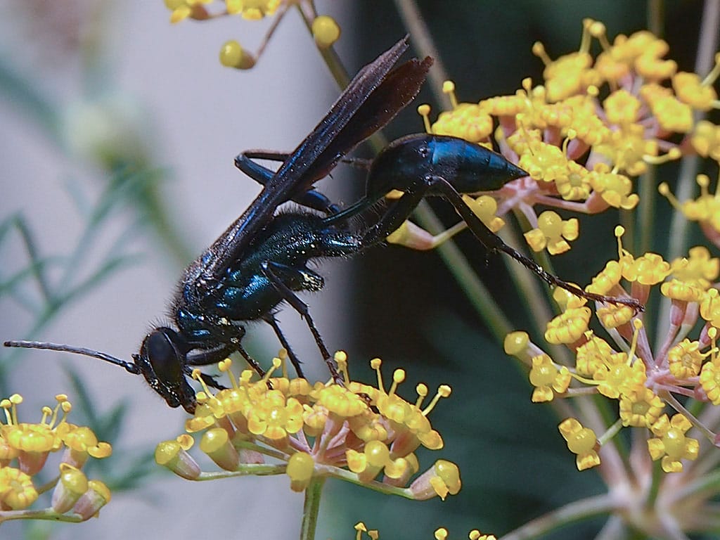 Nearctic Blue Mud-dauber Wasp