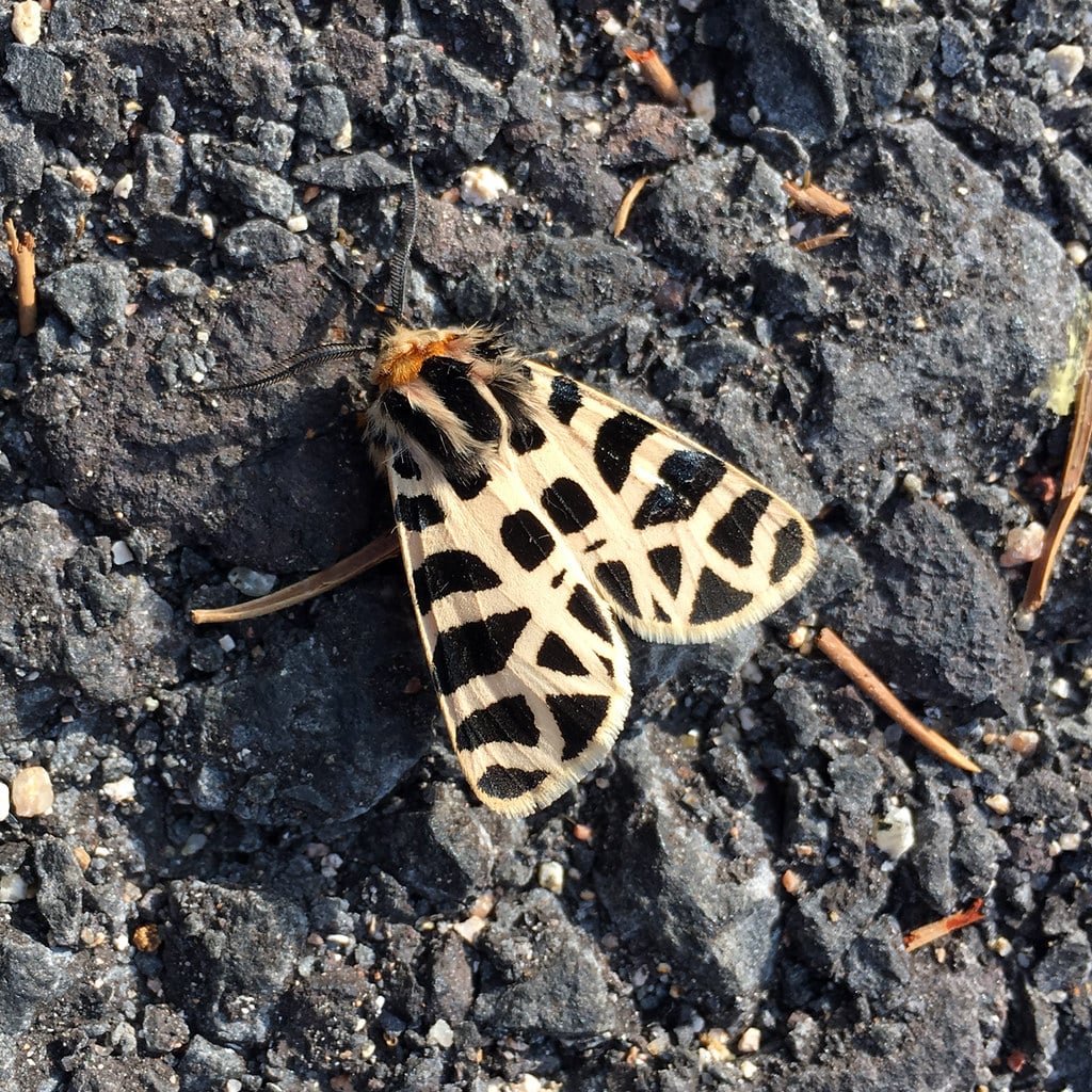 Nevada Tiger Moth