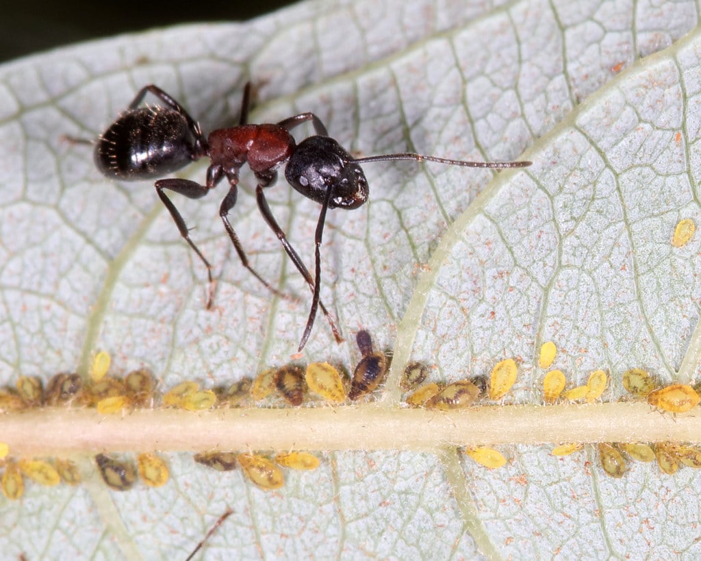 New York Carpenter Ant