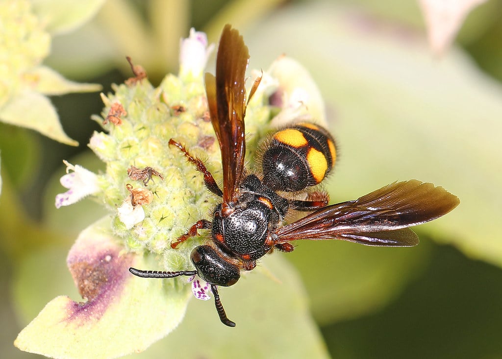Noble Scoliid Wasp