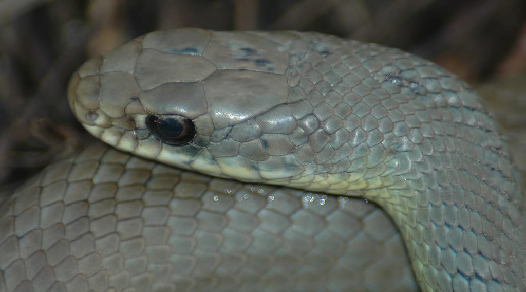 North American Racer