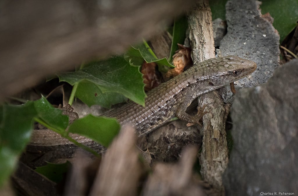 Northern Alligator Lizard