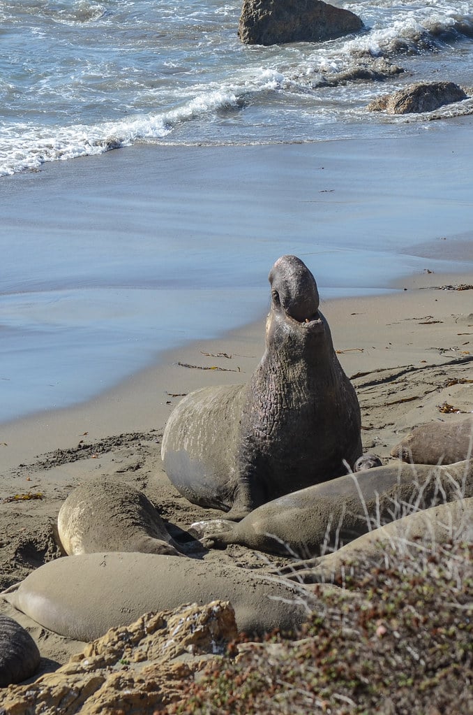 Northern Elephant Seal
