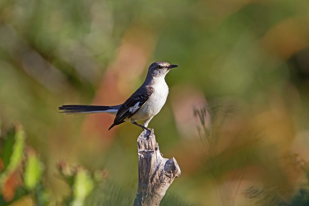 Northern Mockingbird