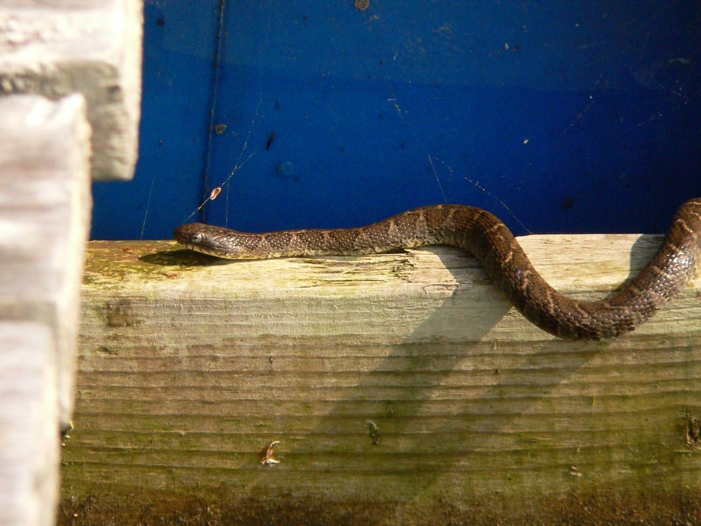 Northern Water Snake - Types of Snakes in Iowa