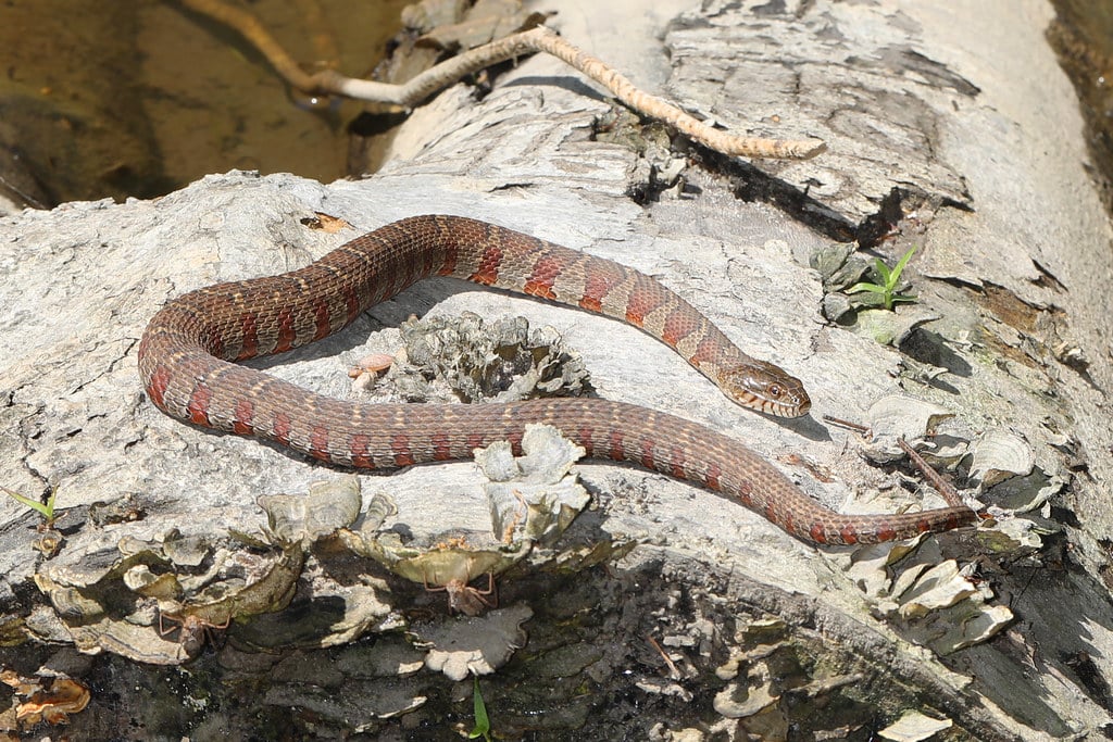 Northern Watersnake