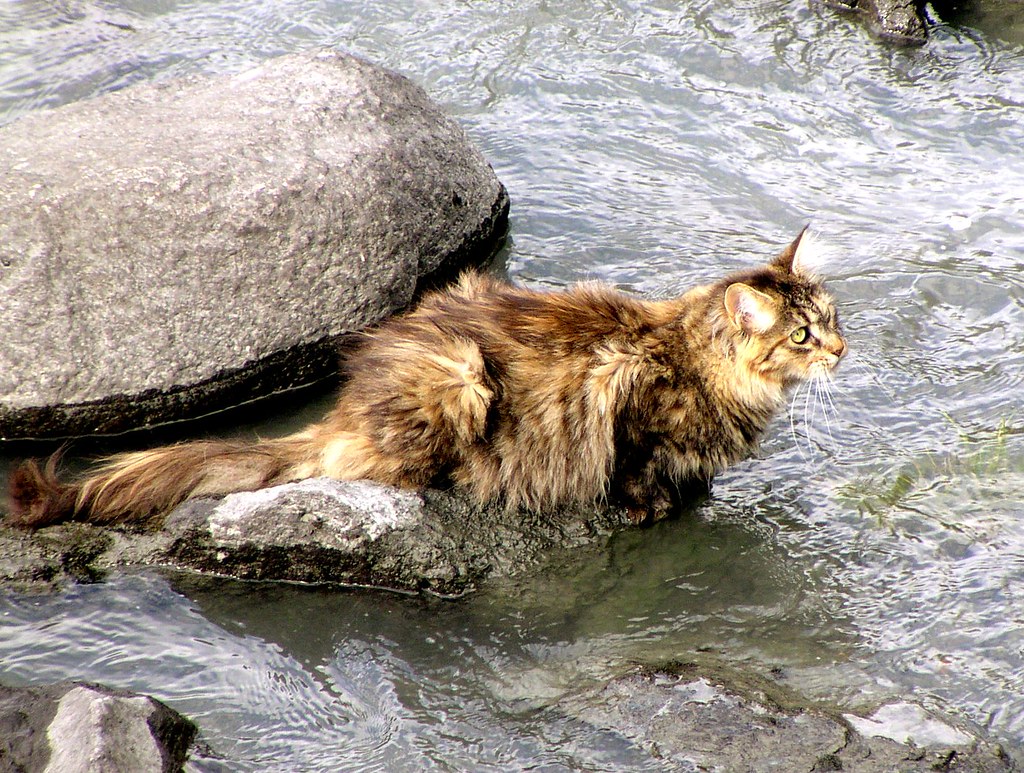 Norwegian Forest Cat - Most Expensive Cat Breeds