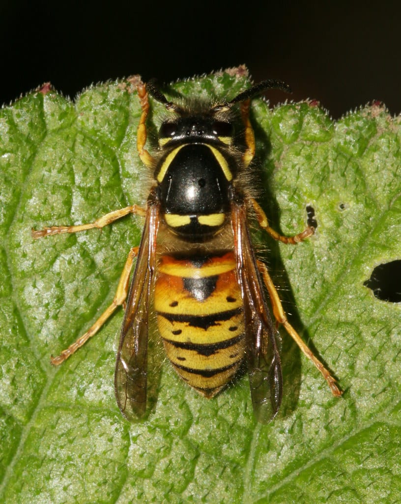 Norwegian Wasp