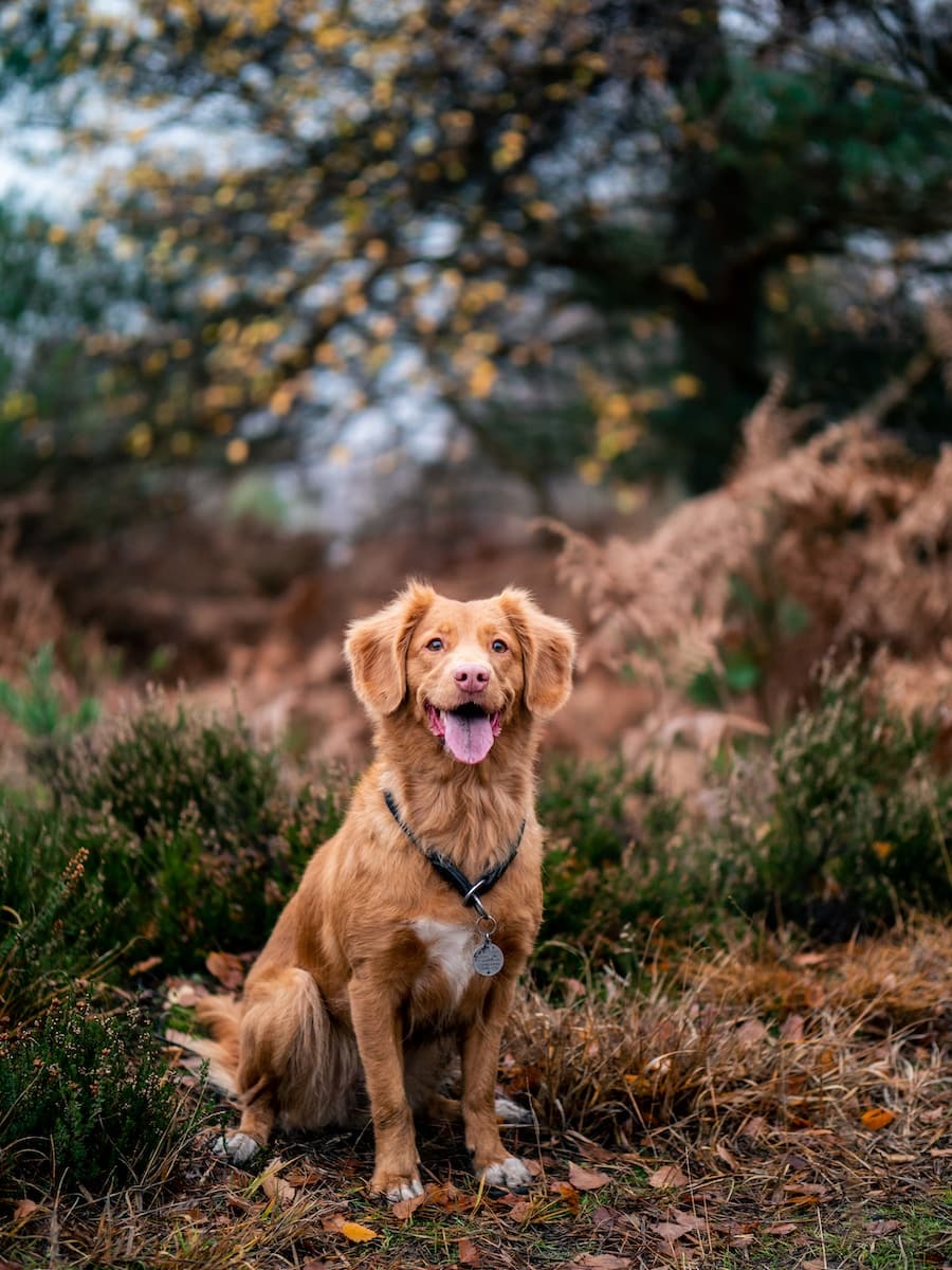 Nova Scotia Duck Tolling Retriever