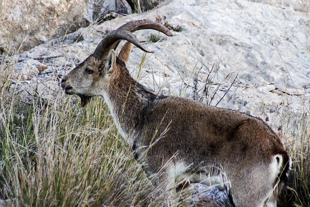 Nubia Ibex