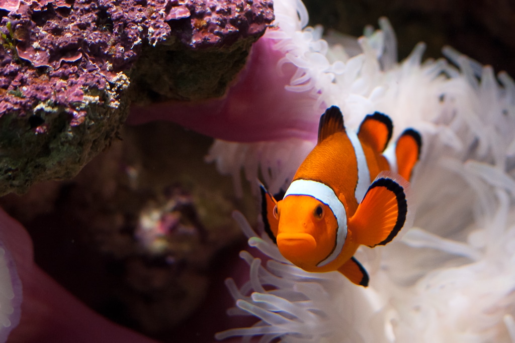 Ocellaris Clownfish