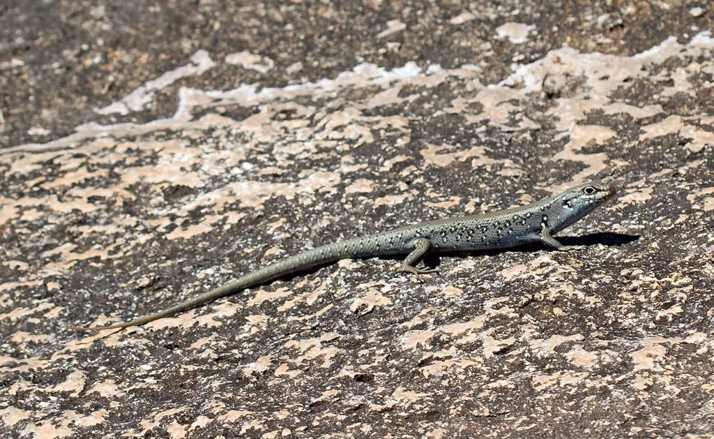 Ocellated Skink