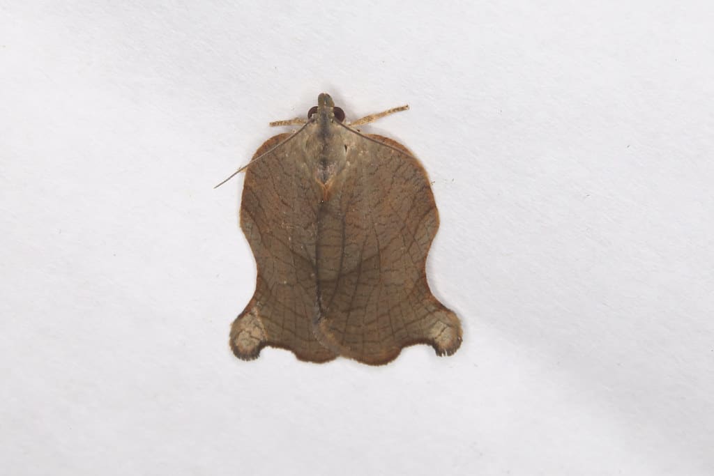 Omnivorous Leafroller