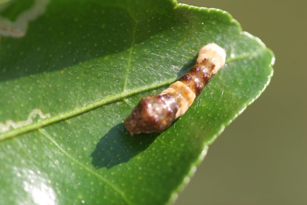 Orange Dog Caterpillar