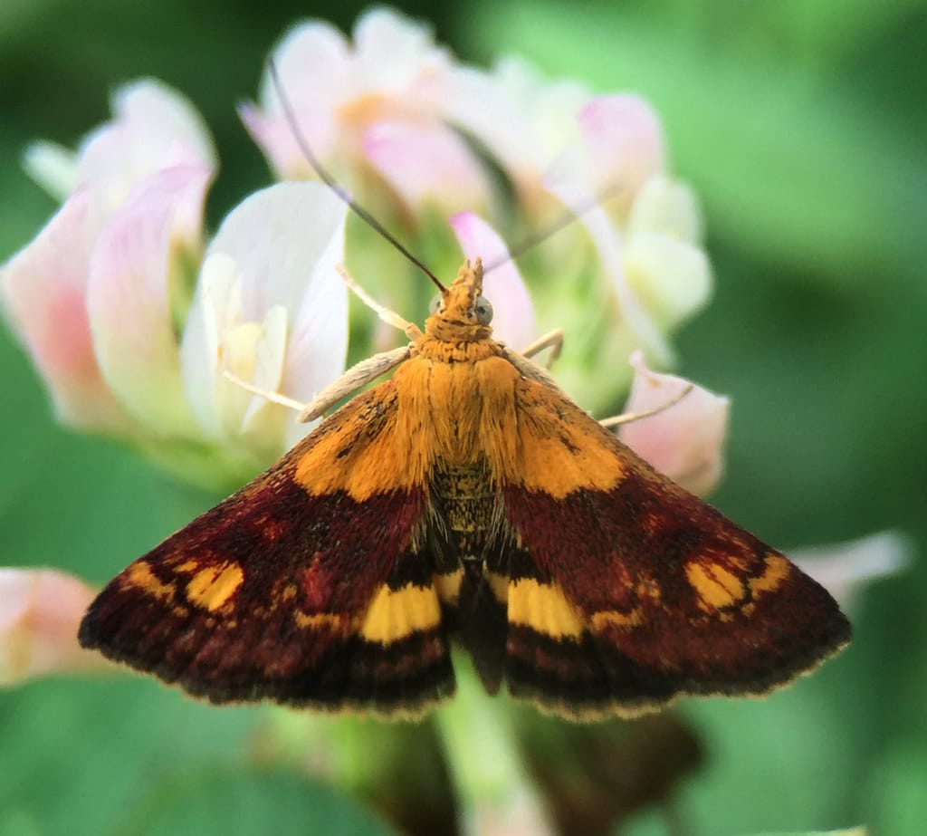 Orange Mint Moth