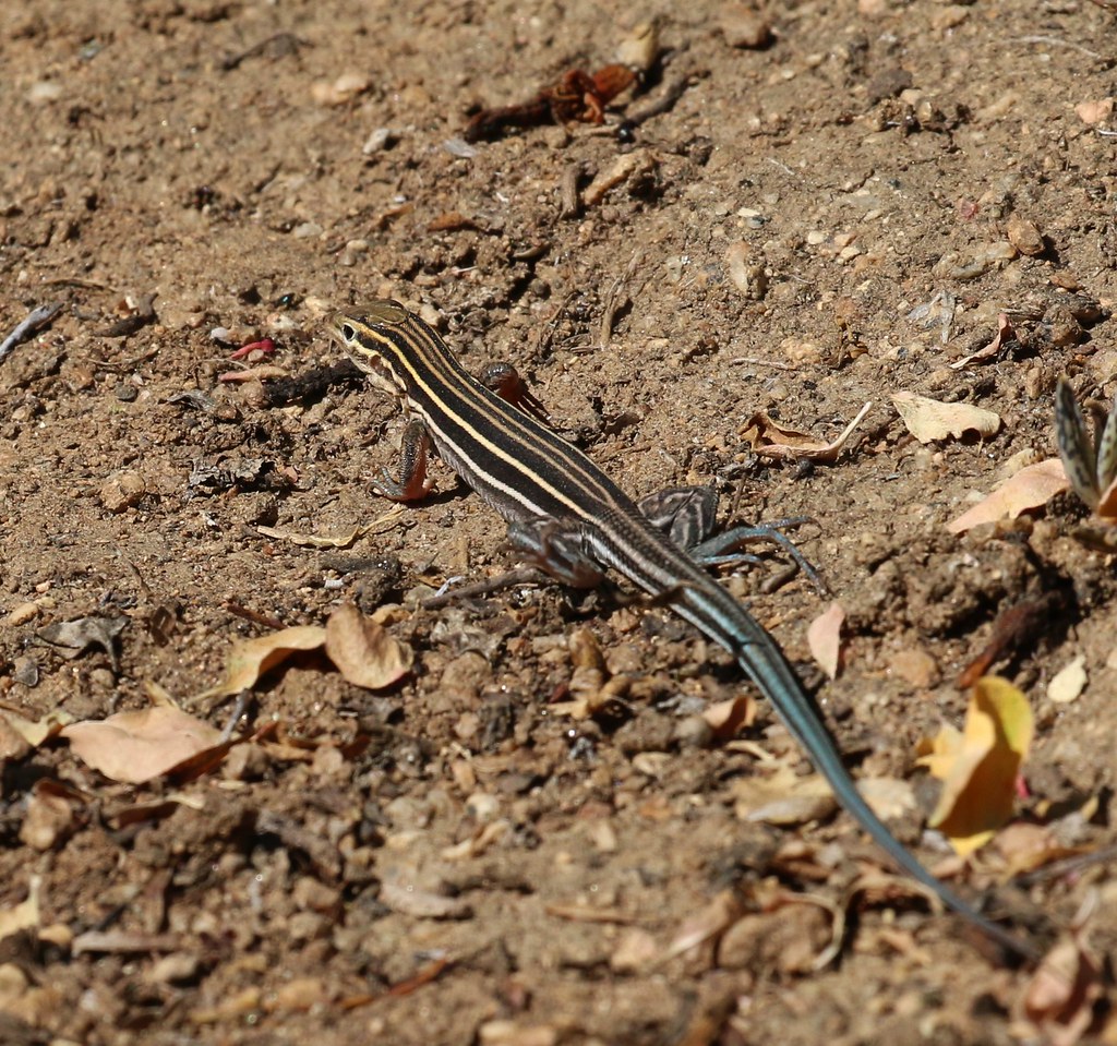 Orange-Throated Whiptail