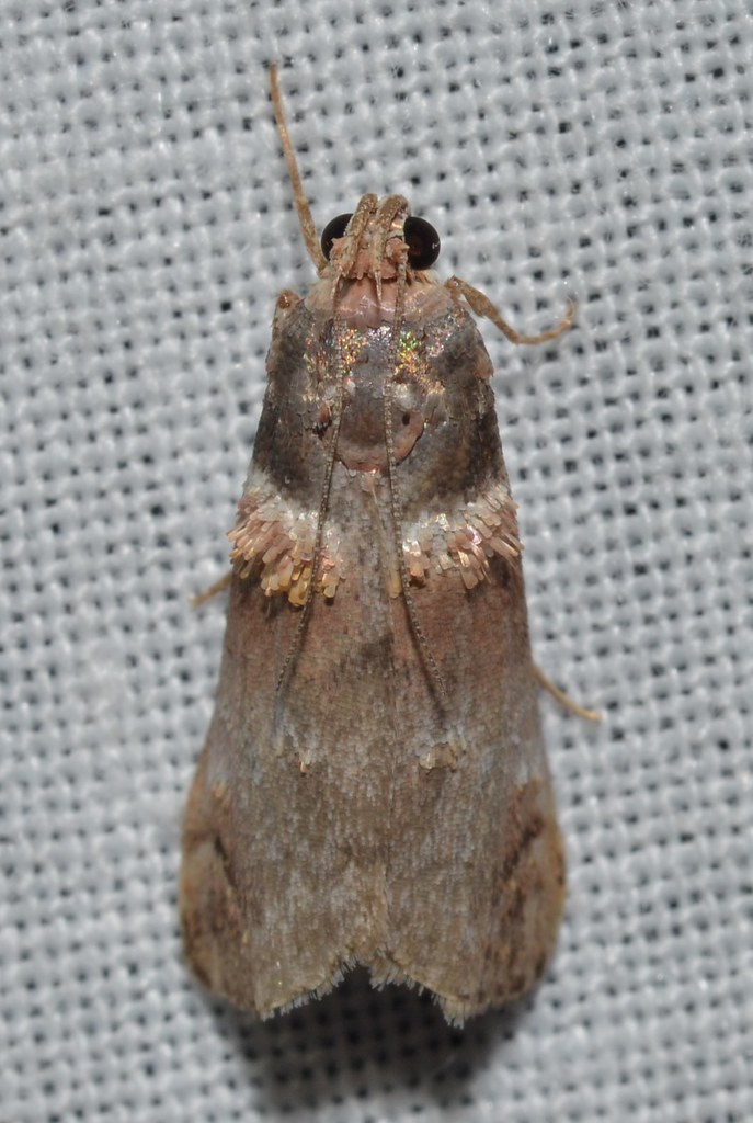 Orange-Tufted Oneida Moth