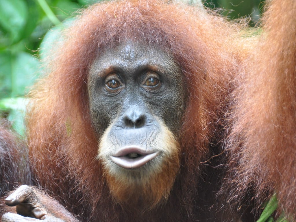 Orangutan
