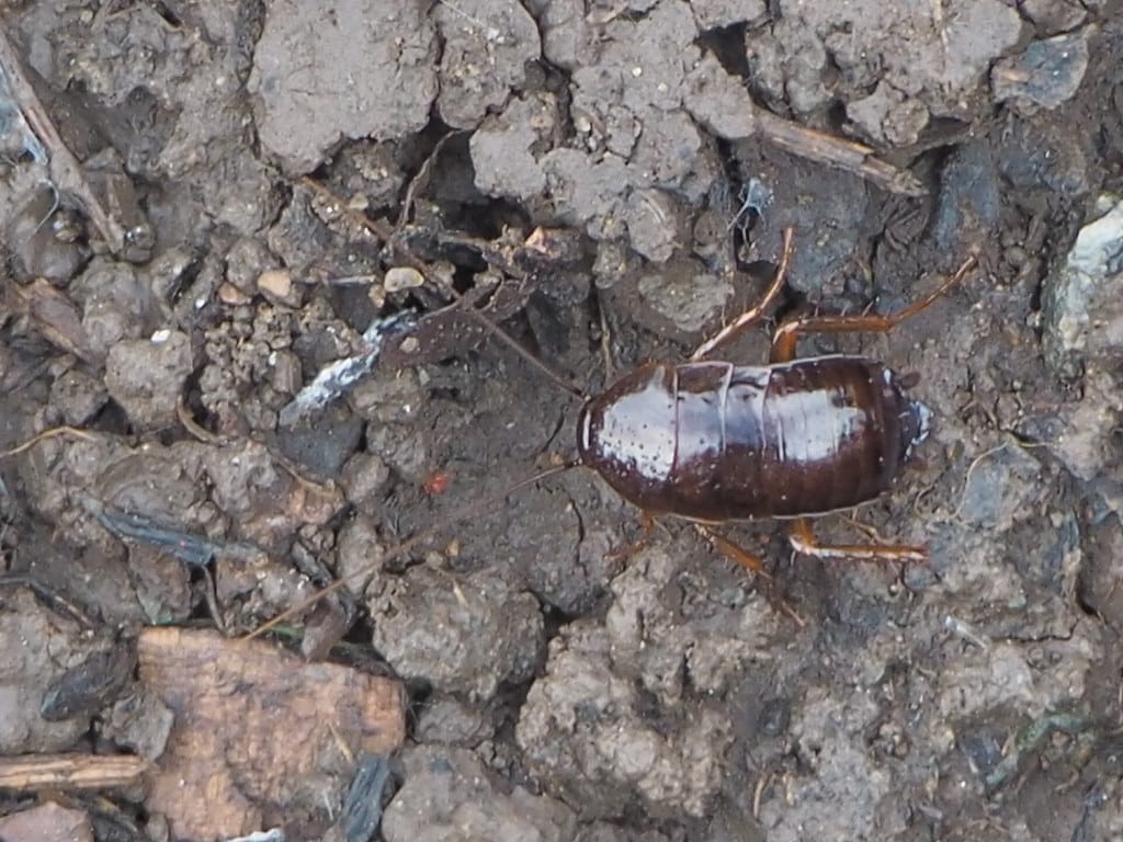Oriental Cockroach