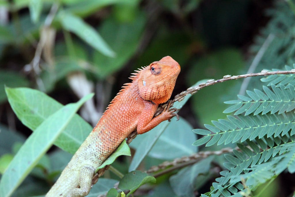 Oriental Garden Lizard - Red Lizards in the World