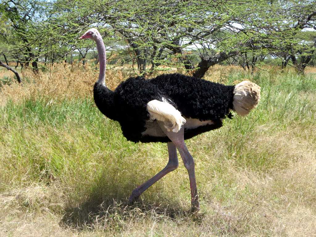Ostriches