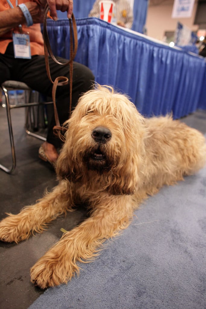 Otterhound