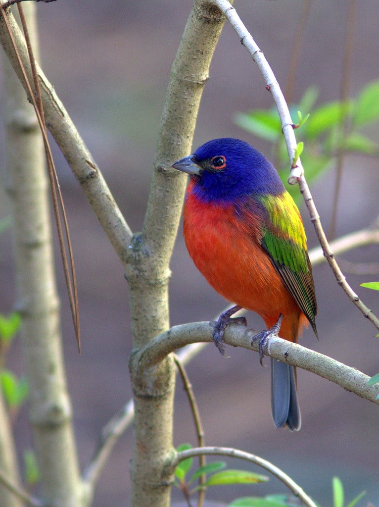 Painted Bunting