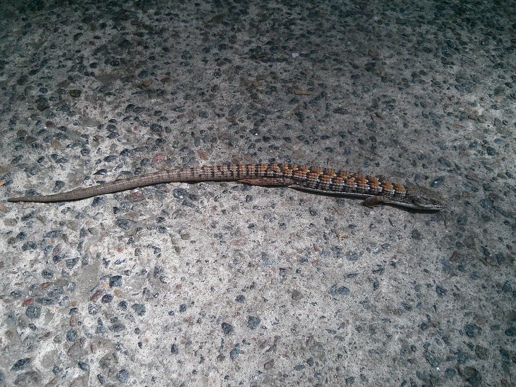 Panamint Alligator Lizard