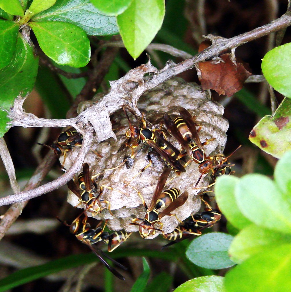 Paper Wasps - Types of Wasps in Virginia