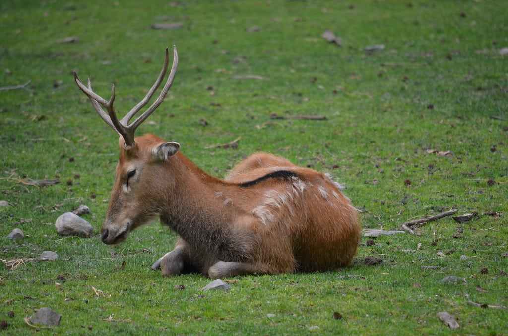 Père David's Deers