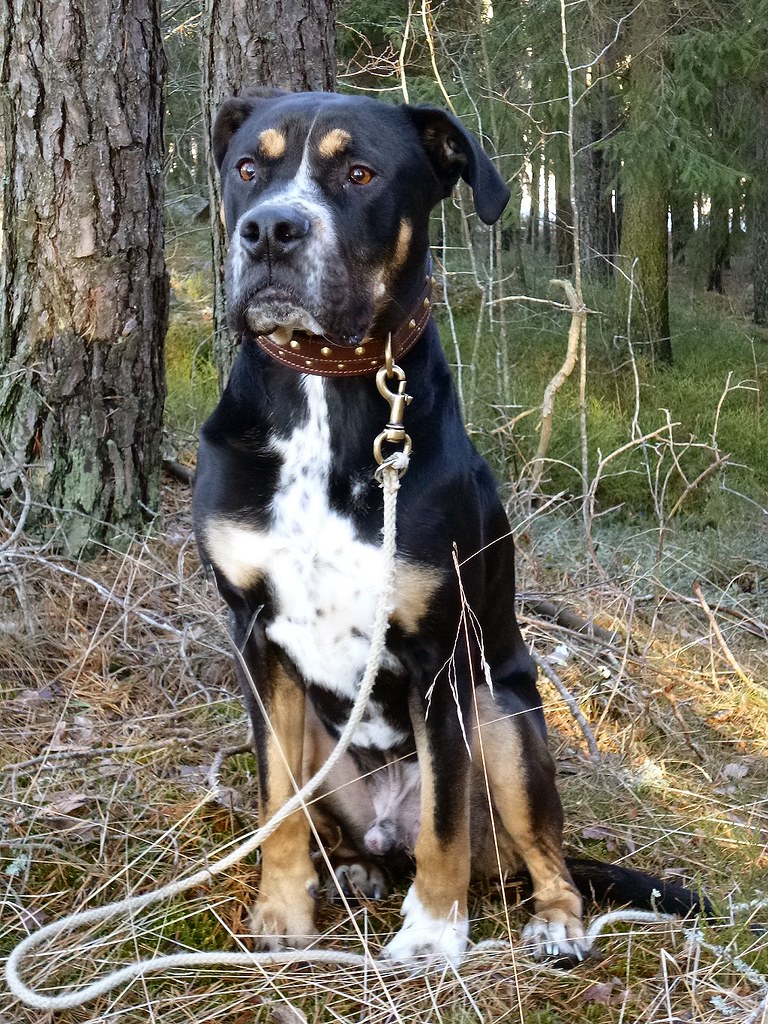 Perro de Presa Mallorquin
