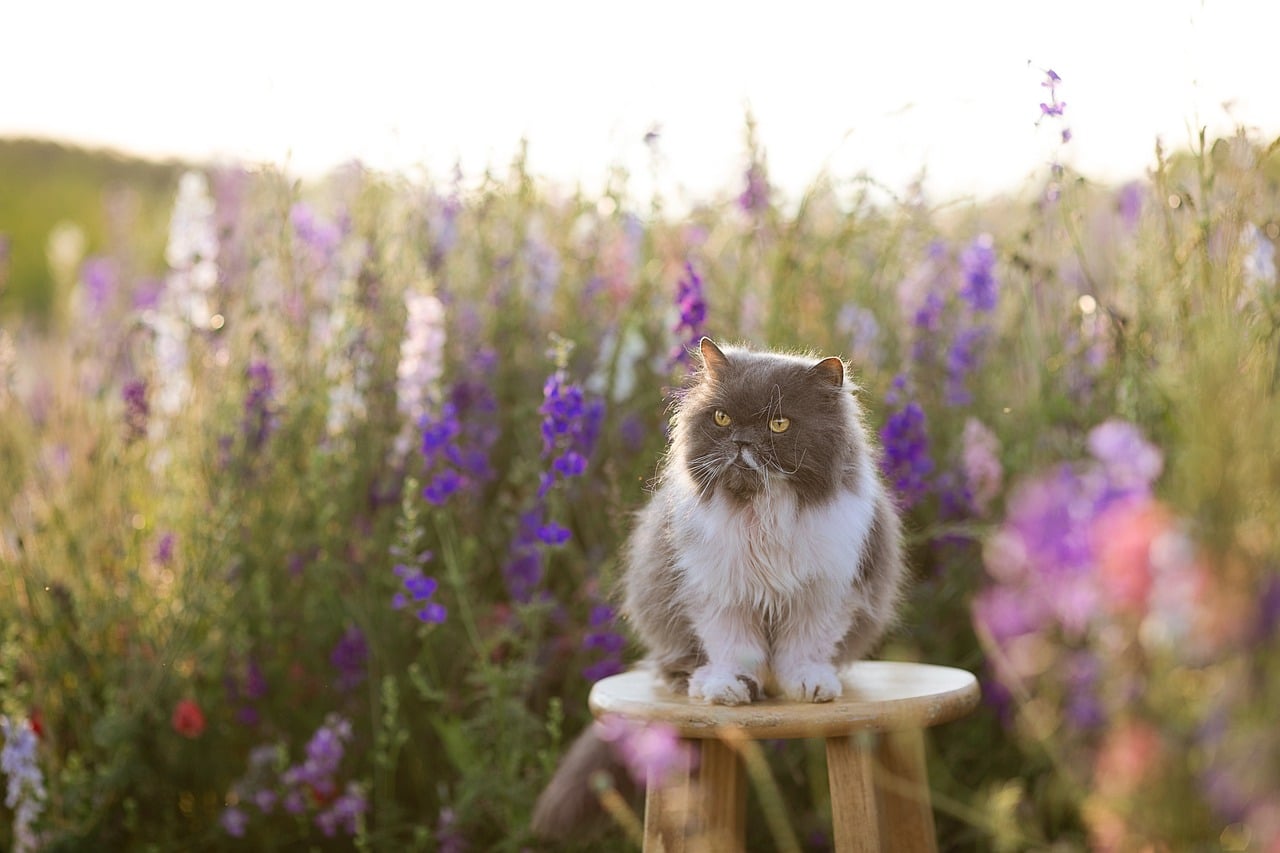 Persian - unhealthiest cat breeds