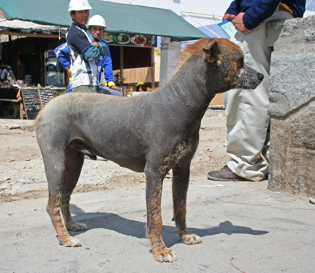 Peruvian Inca Orchid