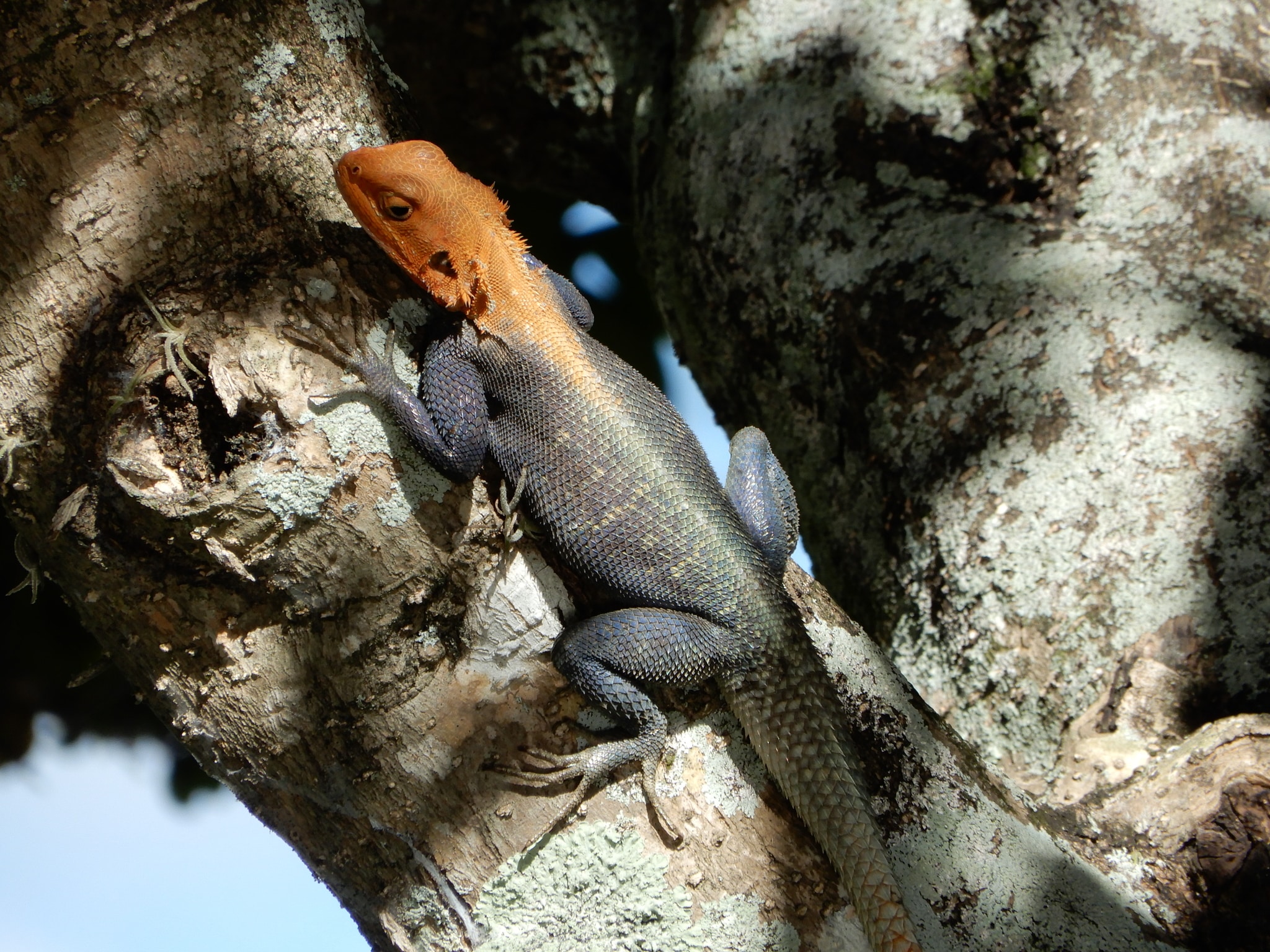 Peters's Rock Agama