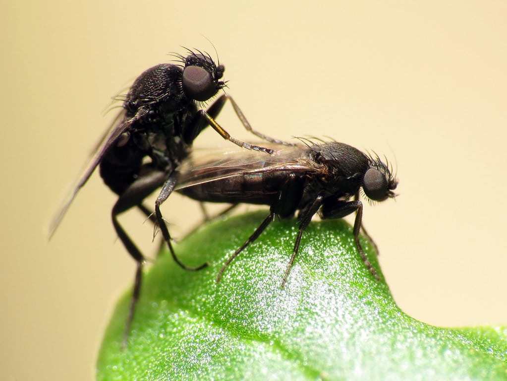 Phorid Flies