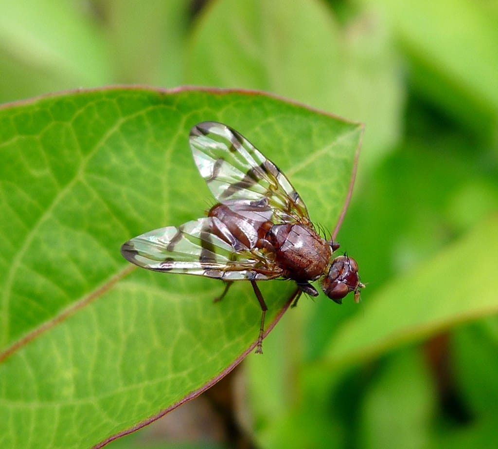 Picture-winged Fly - Types of Flies in Wisconsin