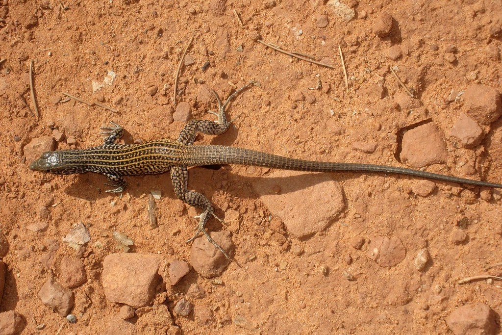 Plateau Spotted Whiptail