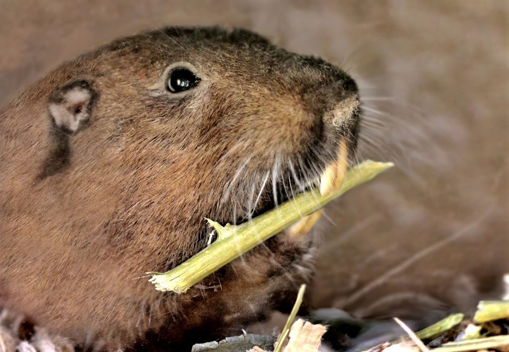 Pocket Gophers - Animals That Dig Holes