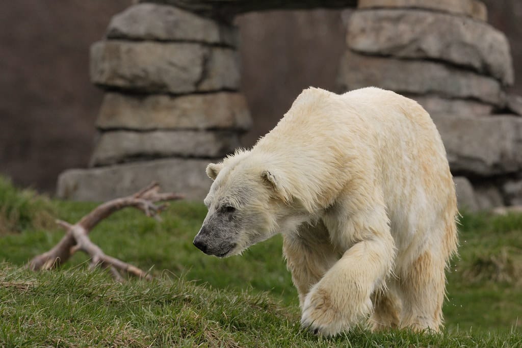 Polar Bears - Animals That Walk on Two Legs
